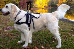 Best Mobility Dog Harnesses for Cars My Caring Dog – Tips, Stories, and Care Guides for Loving Pet Owners Best Mobility Dog Harnesses for Cars | My Caring Dog – Tips, Stories, and Care Guides for Loving Pet Owners