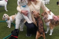 Best Dog Day Care Near Me (Within 5 Miles) My Caring Dog – Tips, Stories, and Care Guides for Loving Pet Owners Best Dog Day Care Near Me (Within 5 Miles) | My Caring Dog – Tips, Stories, and Care Guides for Loving Pet Owners