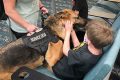 Trained Helper Dogs: Car Companions for Adventures My Caring Dog – Tips, Stories, and Care Guides for Loving Pet Owners Trained Helper Dogs: Car Companions for Adventures | My Caring Dog – Tips, Stories, and Care Guides for Loving Pet Owners