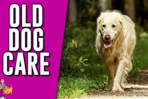 Old Dog Care My Caring Dog – Tips, Stories, and Care Guides for Loving Pet Owners Old Dog Care | My Caring Dog – Tips, Stories, and Care Guides for Loving Pet Owners