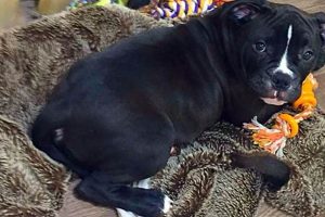 Best Dog Day Care in Weston-super-Mare | Top Kennels My Caring Dog – Tips, Stories, and Care Guides for Loving Pet Owners Best Dog Day Care in Weston-super-Mare | Top Kennels | My Caring Dog – Tips, Stories, and Care Guides for Loving Pet Owners