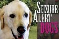 Find Seizure Alert Dogs for Sale | Support Dogs My Caring Dog – Tips, Stories, and Care Guides for Loving Pet Owners Find Seizure Alert Dogs for Sale | Support Dogs | My Caring Dog – Tips, Stories, and Care Guides for Loving Pet Owners
