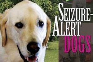 Find Seizure Alert Dogs for Sale | Support Dogs My Caring Dog – Tips, Stories, and Care Guides for Loving Pet Owners Find Seizure Alert Dogs for Sale | Support Dogs | My Caring Dog – Tips, Stories, and Care Guides for Loving Pet Owners