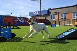 Best Dog Day Care in Chattanooga TN | Top Rated My Caring Dog – Tips, Stories, and Care Guides for Loving Pet Owners Best Dog Day Care in Chattanooga TN | Top Rated | My Caring Dog – Tips, Stories, and Care Guides for Loving Pet Owners