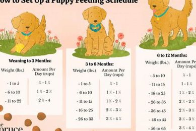 Find Free Puppies: Your Guide to Adoption My Caring Dog – Tips, Stories, and Care Guides for Loving Pet Owners Find Free Puppies: Your Guide to Adoption | My Caring Dog – Tips, Stories, and Care Guides for Loving Pet Owners