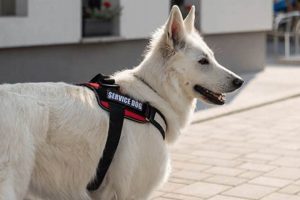 Best POTS Service Dogs: Ultimate Guide My Caring Dog – Tips, Stories, and Care Guides for Loving Pet Owners Best POTS Service Dogs: Ultimate Guide | My Caring Dog – Tips, Stories, and Care Guides for Loving Pet Owners