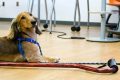 Trained Comfort Caring Canines for Car Travel My Caring Dog – Tips, Stories, and Care Guides for Loving Pet Owners Trained Comfort Caring Canines for Car Travel | My Caring Dog – Tips, Stories, and Care Guides for Loving Pet Owners
