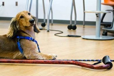 Trained Comfort Caring Canines for Car Travel My Caring Dog – Tips, Stories, and Care Guides for Loving Pet Owners Trained Comfort Caring Canines for Car Travel | My Caring Dog – Tips, Stories, and Care Guides for Loving Pet Owners