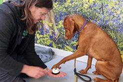 Therapy Dog Training Near Me My Caring Dog – Tips, Stories, and Care Guides for Loving Pet Owners Therapy Dog Training Near Me | My Caring Dog – Tips, Stories, and Care Guides for Loving Pet Owners