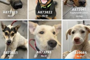 Pima Animal Care Center Found Dogs My Caring Dog – Tips, Stories, and Care Guides for Loving Pet Owners Pima Animal Care Center Found Dogs | My Caring Dog – Tips, Stories, and Care Guides for Loving Pet Owners