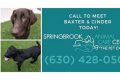 Adopt, Don't Shop: Springbrook Animal Care Center Pets My Caring Dog – Tips, Stories, and Care Guides for Loving Pet Owners Adopt, Don't Shop: Springbrook Animal Care Center Pets | My Caring Dog – Tips, Stories, and Care Guides for Loving Pet Owners