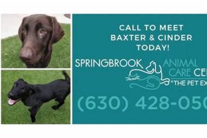 Adopt, Don't Shop: Springbrook Animal Care Center Pets My Caring Dog – Tips, Stories, and Care Guides for Loving Pet Owners Adopt, Don't Shop: Springbrook Animal Care Center Pets | My Caring Dog – Tips, Stories, and Care Guides for Loving Pet Owners
