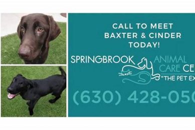 Adopt, Don't Shop: Springbrook Animal Care Center Pets My Caring Dog – Tips, Stories, and Care Guides for Loving Pet Owners Adopt, Don't Shop: Springbrook Animal Care Center Pets | My Caring Dog – Tips, Stories, and Care Guides for Loving Pet Owners