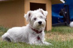 Best Dog Day Care in Palmdale, CA | Top Kennels My Caring Dog – Tips, Stories, and Care Guides for Loving Pet Owners Best Dog Day Care in Palmdale, CA | Top Kennels | My Caring Dog – Tips, Stories, and Care Guides for Loving Pet Owners