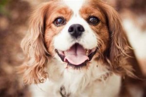 Top 5 Easiest Dog Breeds to Take Care Of for Beginners My Caring Dog – Tips, Stories, and Care Guides for Loving Pet Owners Top 5 Easiest Dog Breeds to Take Care Of for Beginners | My Caring Dog – Tips, Stories, and Care Guides for Loving Pet Owners