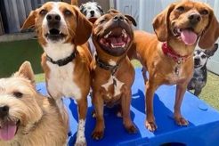 Best Dog Day Care in Wake Forest, NC My Caring Dog – Tips, Stories, and Care Guides for Loving Pet Owners Best Dog Day Care in Wake Forest, NC | My Caring Dog – Tips, Stories, and Care Guides for Loving Pet Owners