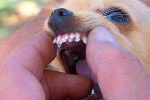 Top Can Do Canine Products for Car Dogs My Caring Dog – Tips, Stories, and Care Guides for Loving Pet Owners Top Can Do Canine Products for Car Dogs | My Caring Dog – Tips, Stories, and Care Guides for Loving Pet Owners