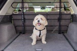 Best Frisco Adjustable Metal Dog Car Barrier for SUVs My Caring Dog – Tips, Stories, and Care Guides for Loving Pet Owners Best Frisco Adjustable Metal Dog Car Barrier for SUVs | My Caring Dog – Tips, Stories, and Care Guides for Loving Pet Owners