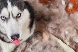 Ultimate Guide: Shedding Dog Care Tips & Tricks My Caring Dog – Tips, Stories, and Care Guides for Loving Pet Owners Ultimate Guide: Shedding Dog Care Tips & Tricks | My Caring Dog – Tips, Stories, and Care Guides for Loving Pet Owners