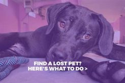 Best Dog Day Care in El Paso TX: Top Choices My Caring Dog – Tips, Stories, and Care Guides for Loving Pet Owners Best Dog Day Care in El Paso TX: Top Choices | My Caring Dog – Tips, Stories, and Care Guides for Loving Pet Owners