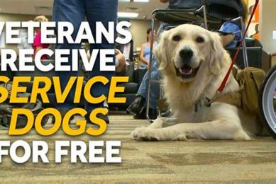 Get Free Companion Dogs for Veterans My Caring Dog – Tips, Stories, and Care Guides for Loving Pet Owners Get Free Companion Dogs for Veterans | My Caring Dog – Tips, Stories, and Care Guides for Loving Pet Owners