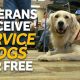Get Free Companion Dogs for Veterans | My Caring Dog – Tips, Stories, and Care Guides for Loving Pet Owners