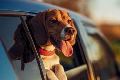 Dog Breeds Prone to Car Sickness: A Guide My Caring Dog – Tips, Stories, and Care Guides for Loving Pet Owners Dog Breeds Prone to Car Sickness: A Guide | My Caring Dog – Tips, Stories, and Care Guides for Loving Pet Owners