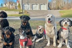 Top Dog Day Care in Windham, NH My Caring Dog – Tips, Stories, and Care Guides for Loving Pet Owners Top Dog Day Care in Windham, NH | My Caring Dog – Tips, Stories, and Care Guides for Loving Pet Owners