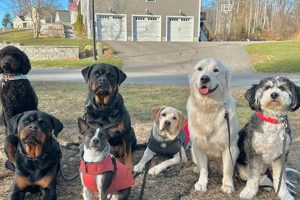 Top Dog Day Care in Windham, NH My Caring Dog – Tips, Stories, and Care Guides for Loving Pet Owners Top Dog Day Care in Windham, NH | My Caring Dog – Tips, Stories, and Care Guides for Loving Pet Owners