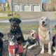 Top Dog Day Care in Windham, NH | My Caring Dog – Tips, Stories, and Care Guides for Loving Pet Owners