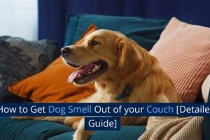 Best Ways to Get a Car-Friendly Dog | My Caring Dog – Tips, Stories, and Care Guides for Loving Pet Owners