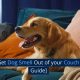 Best Ways to Get a Car-Friendly Dog | My Caring Dog – Tips, Stories, and Care Guides for Loving Pet Owners