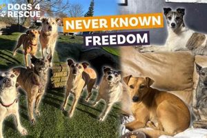 Best Places to Get Dogs for Car Travel My Caring Dog – Tips, Stories, and Care Guides for Loving Pet Owners Best Places to Get Dogs for Car Travel | My Caring Dog – Tips, Stories, and Care Guides for Loving Pet Owners