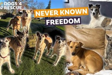 Best Places to Get Dogs for Car Travel My Caring Dog – Tips, Stories, and Care Guides for Loving Pet Owners Best Places to Get Dogs for Car Travel | My Caring Dog – Tips, Stories, and Care Guides for Loving Pet Owners