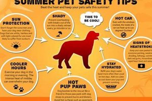 Ultimate Dog Care: Beat the Summer Heat | My Caring Dog – Tips, Stories, and Care Guides for Loving Pet Owners