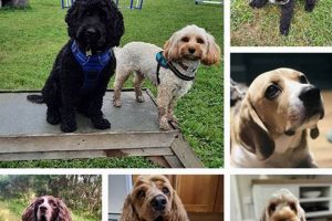 Best Dog Day Care in Chester | Top Kennels | My Caring Dog – Tips, Stories, and Care Guides for Loving Pet Owners