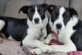 Adopt Free Dogs in Chicago, IL Today! My Caring Dog – Tips, Stories, and Care Guides for Loving Pet Owners Adopt Free Dogs in Chicago, IL Today! | My Caring Dog – Tips, Stories, and Care Guides for Loving Pet Owners