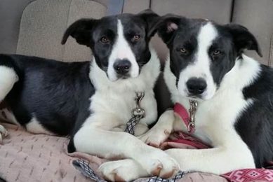 Adopt Free Dogs in Chicago, IL Today! My Caring Dog – Tips, Stories, and Care Guides for Loving Pet Owners Adopt Free Dogs in Chicago, IL Today! | My Caring Dog – Tips, Stories, and Care Guides for Loving Pet Owners