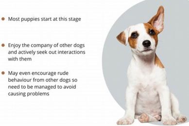 Top Social Dog Breeds for Car Travel My Caring Dog – Tips, Stories, and Care Guides for Loving Pet Owners Top Social Dog Breeds for Car Travel | My Caring Dog – Tips, Stories, and Care Guides for Loving Pet Owners
