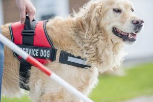 Get a Service Dog in MN: Your Complete Guide | My Caring Dog – Tips, Stories, and Care Guides for Loving Pet Owners