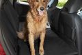 Best Chewy Dog Car Seat Covers for Protection My Caring Dog – Tips, Stories, and Care Guides for Loving Pet Owners Best Chewy Dog Car Seat Covers for Protection | My Caring Dog – Tips, Stories, and Care Guides for Loving Pet Owners