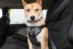 Best Bergan Dog Car Harness: Safe & Secure My Caring Dog – Tips, Stories, and Care Guides for Loving Pet Owners Best Bergan Dog Car Harness: Safe & Secure | My Caring Dog – Tips, Stories, and Care Guides for Loving Pet Owners