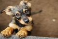 Best Animal Shelters in IL: Adopt, Don't Shop My Caring Dog – Tips, Stories, and Care Guides for Loving Pet Owners Best Animal Shelters in IL: Adopt, Don't Shop | My Caring Dog – Tips, Stories, and Care Guides for Loving Pet Owners