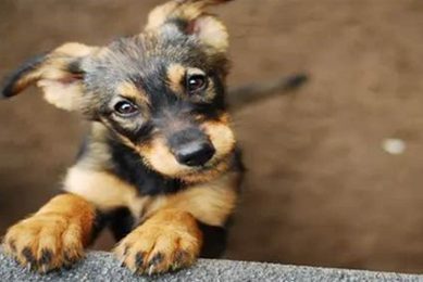 Best Animal Shelters in IL: Adopt, Don't Shop My Caring Dog – Tips, Stories, and Care Guides for Loving Pet Owners Best Animal Shelters in IL: Adopt, Don't Shop | My Caring Dog – Tips, Stories, and Care Guides for Loving Pet Owners