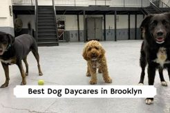 Top Dog Day Care in Brooklyn: Best Options My Caring Dog – Tips, Stories, and Care Guides for Loving Pet Owners Top Dog Day Care in Brooklyn: Best Options | My Caring Dog – Tips, Stories, and Care Guides for Loving Pet Owners