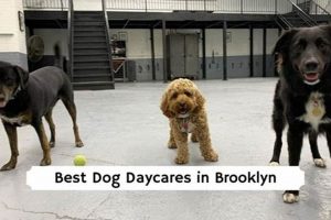 Top Dog Day Care in Brooklyn: Best Options My Caring Dog – Tips, Stories, and Care Guides for Loving Pet Owners Top Dog Day Care in Brooklyn: Best Options | My Caring Dog – Tips, Stories, and Care Guides for Loving Pet Owners