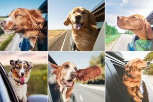 Top-Rated Car Service for Traveling with Dogs My Caring Dog – Tips, Stories, and Care Guides for Loving Pet Owners Top-Rated Car Service for Traveling with Dogs | My Caring Dog – Tips, Stories, and Care Guides for Loving Pet Owners