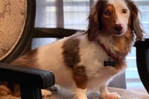 Top Dog Day Care in Spring Hill, TN My Caring Dog – Tips, Stories, and Care Guides for Loving Pet Owners Top Dog Day Care in Spring Hill, TN | My Caring Dog – Tips, Stories, and Care Guides for Loving Pet Owners