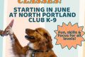 North Portland Club K9 My Caring Dog – Tips, Stories, and Care Guides for Loving Pet Owners North Portland Club K9 | My Caring Dog – Tips, Stories, and Care Guides for Loving Pet Owners