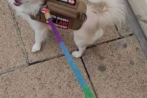 Best Tiny Service Dogs: A Complete Guide My Caring Dog – Tips, Stories, and Care Guides for Loving Pet Owners Best Tiny Service Dogs: A Complete Guide | My Caring Dog – Tips, Stories, and Care Guides for Loving Pet Owners
